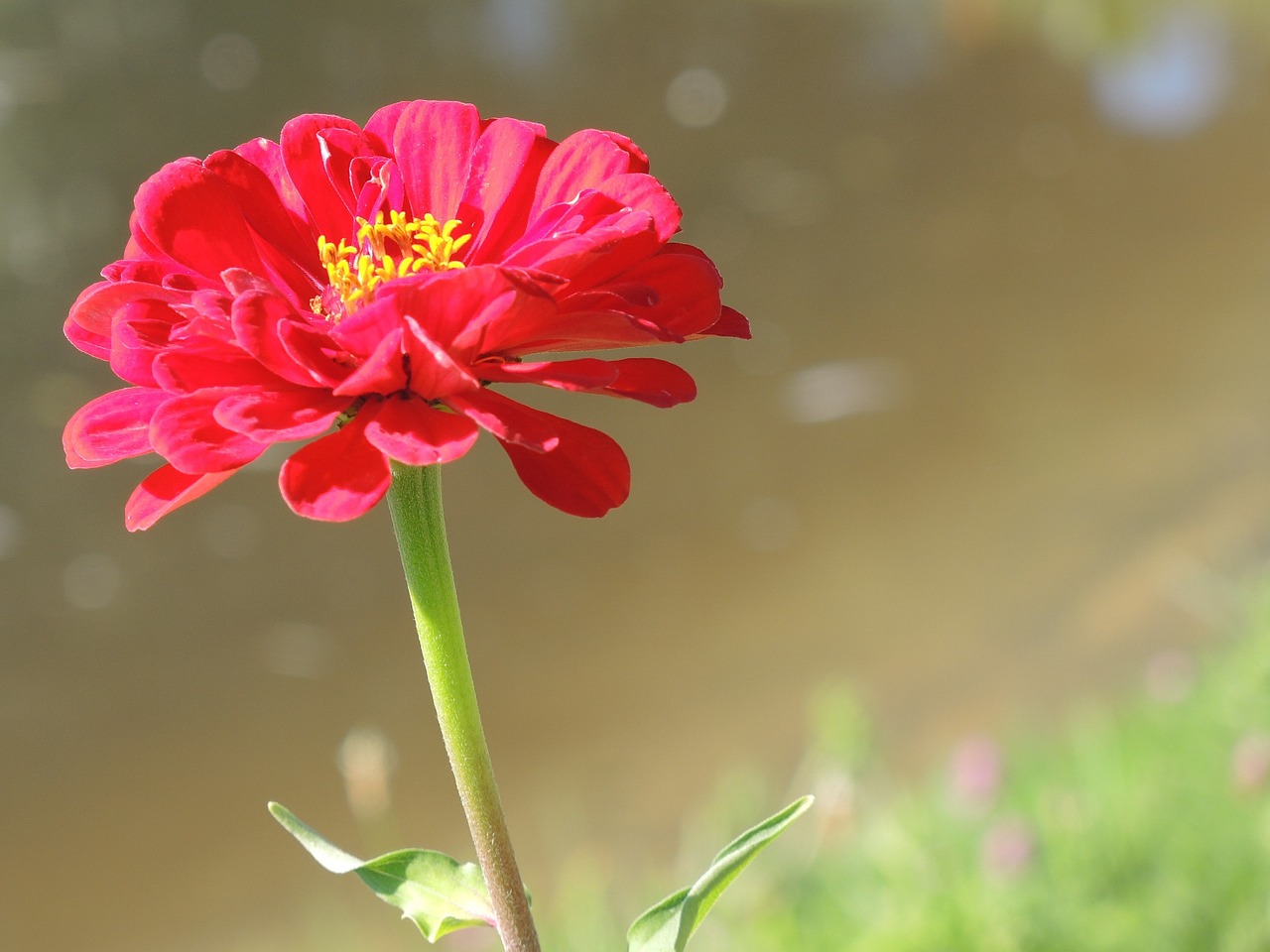 flower blossom red free photo