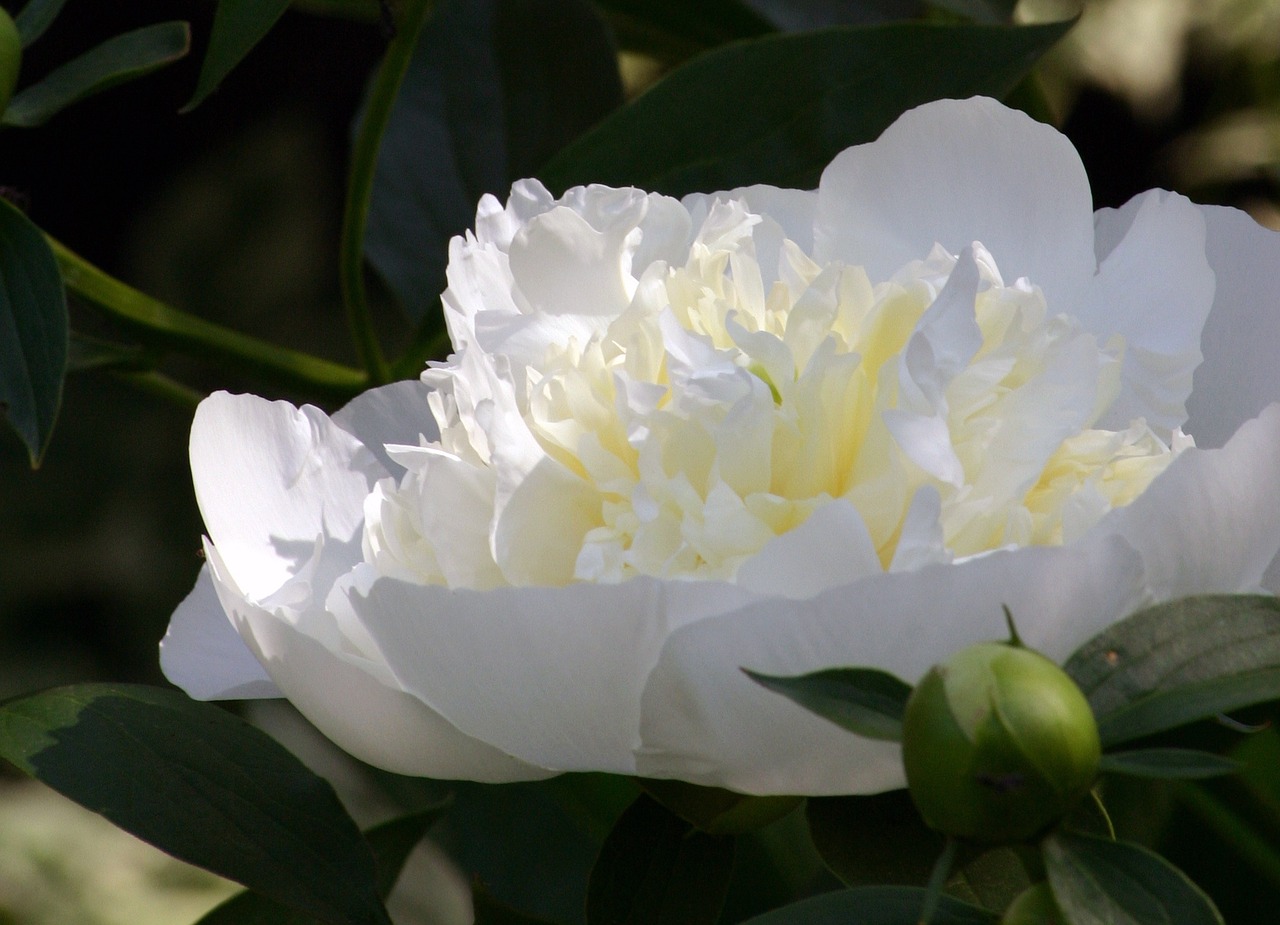 flower peony single free photo