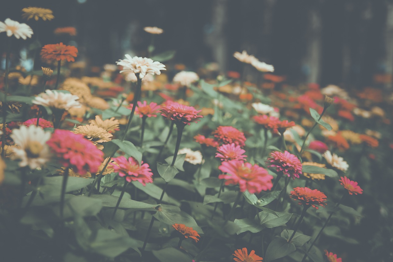 flower garden nature free photo