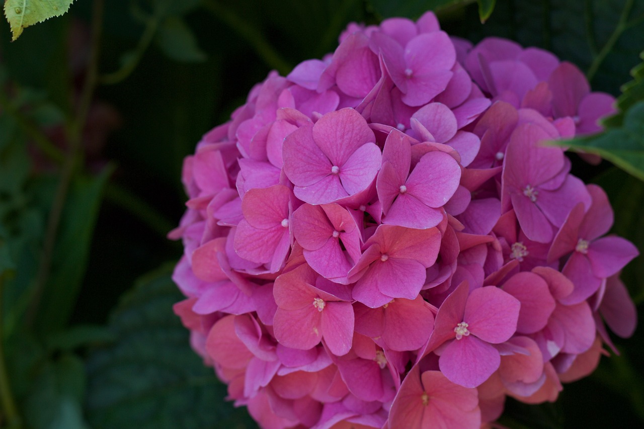 flower nature hydrangea free photo