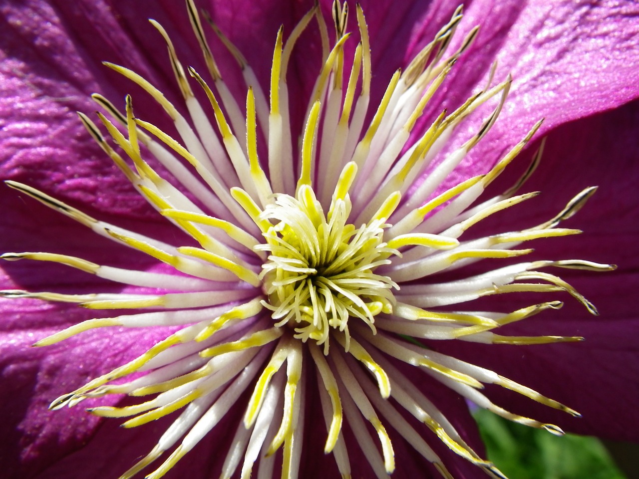 flower macro nature free photo