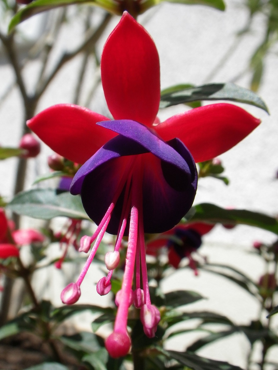 flower nature fuchsia free photo