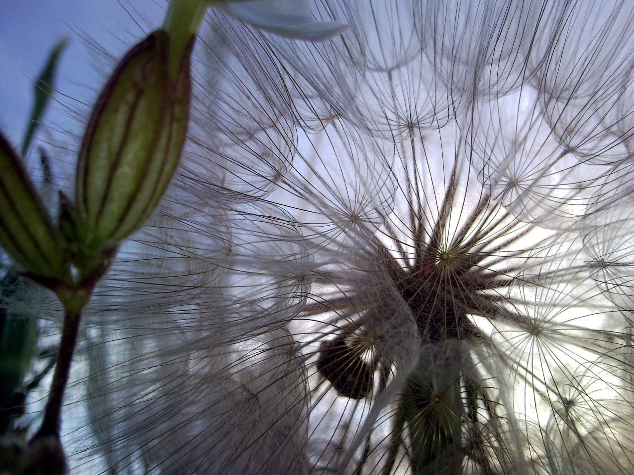 flower dandelion field free photo