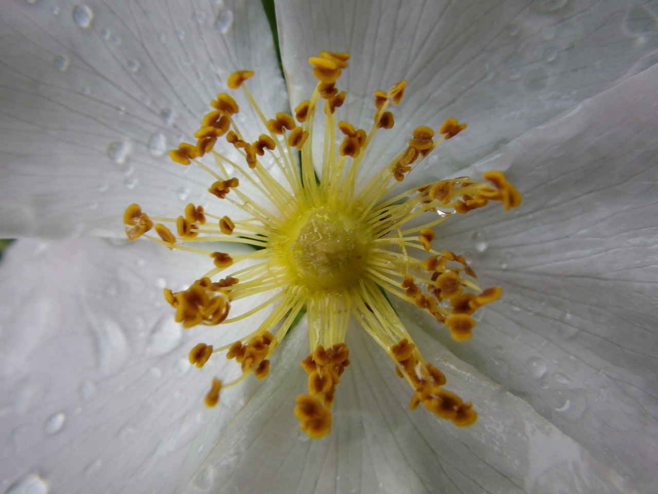 flower macro white free photo