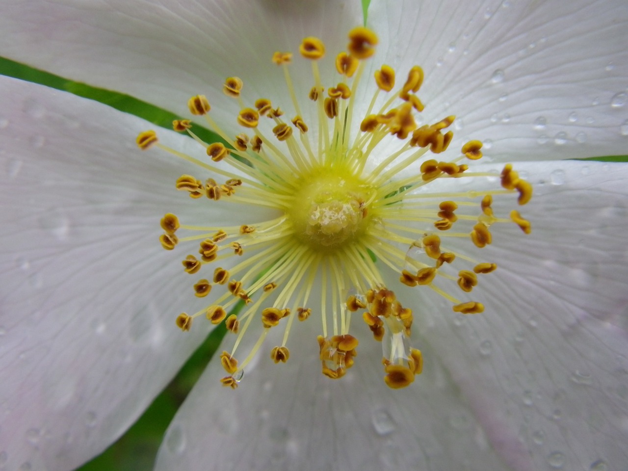 flower macro white free photo