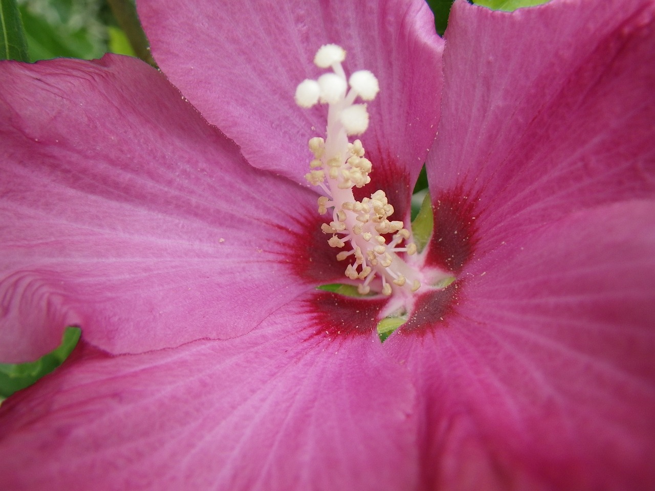 flower close pink free photo