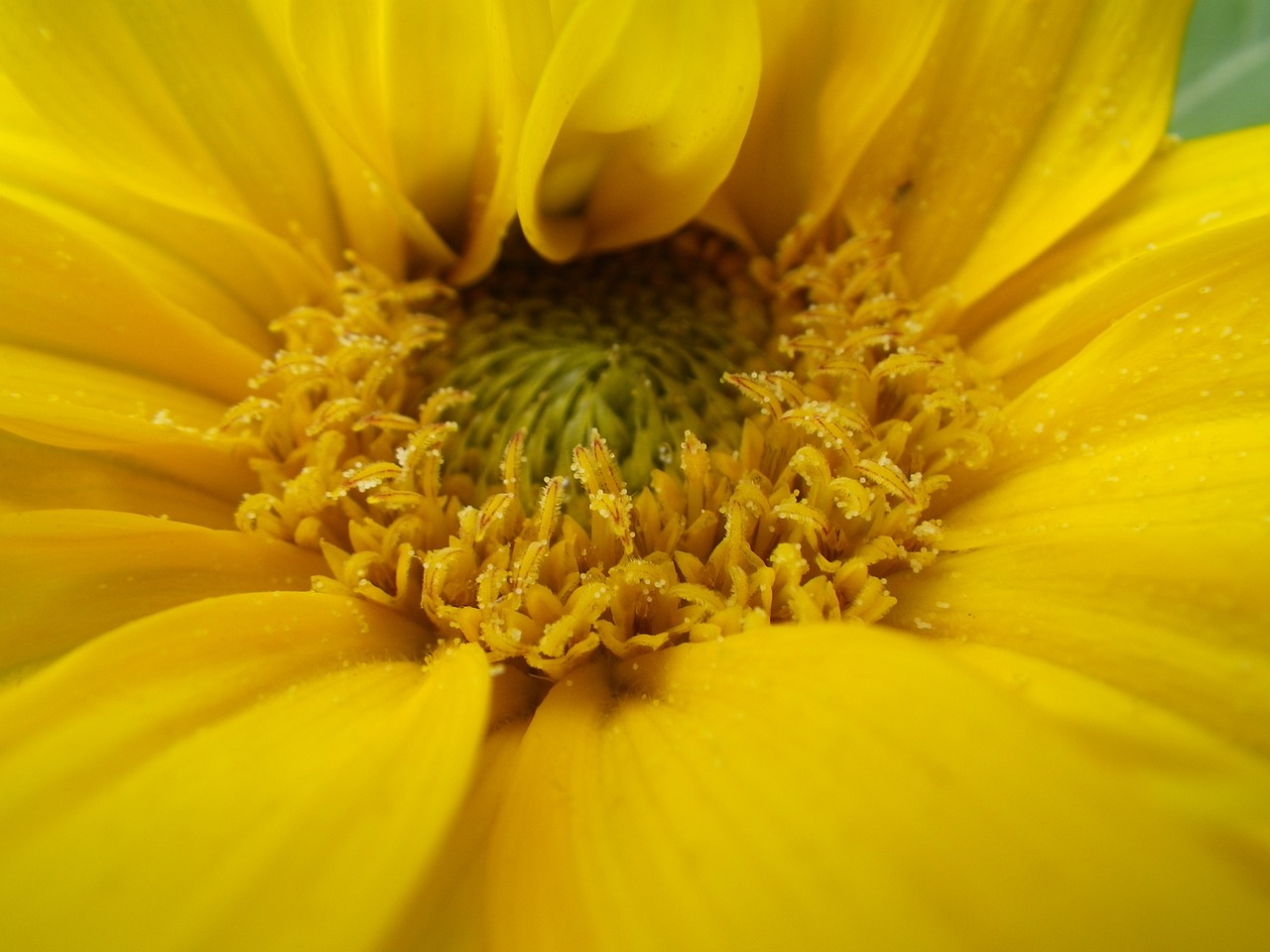 flower yellow blossom free photo