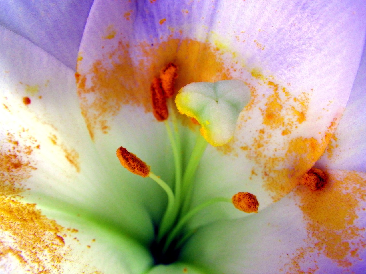 flower macro pollen free photo