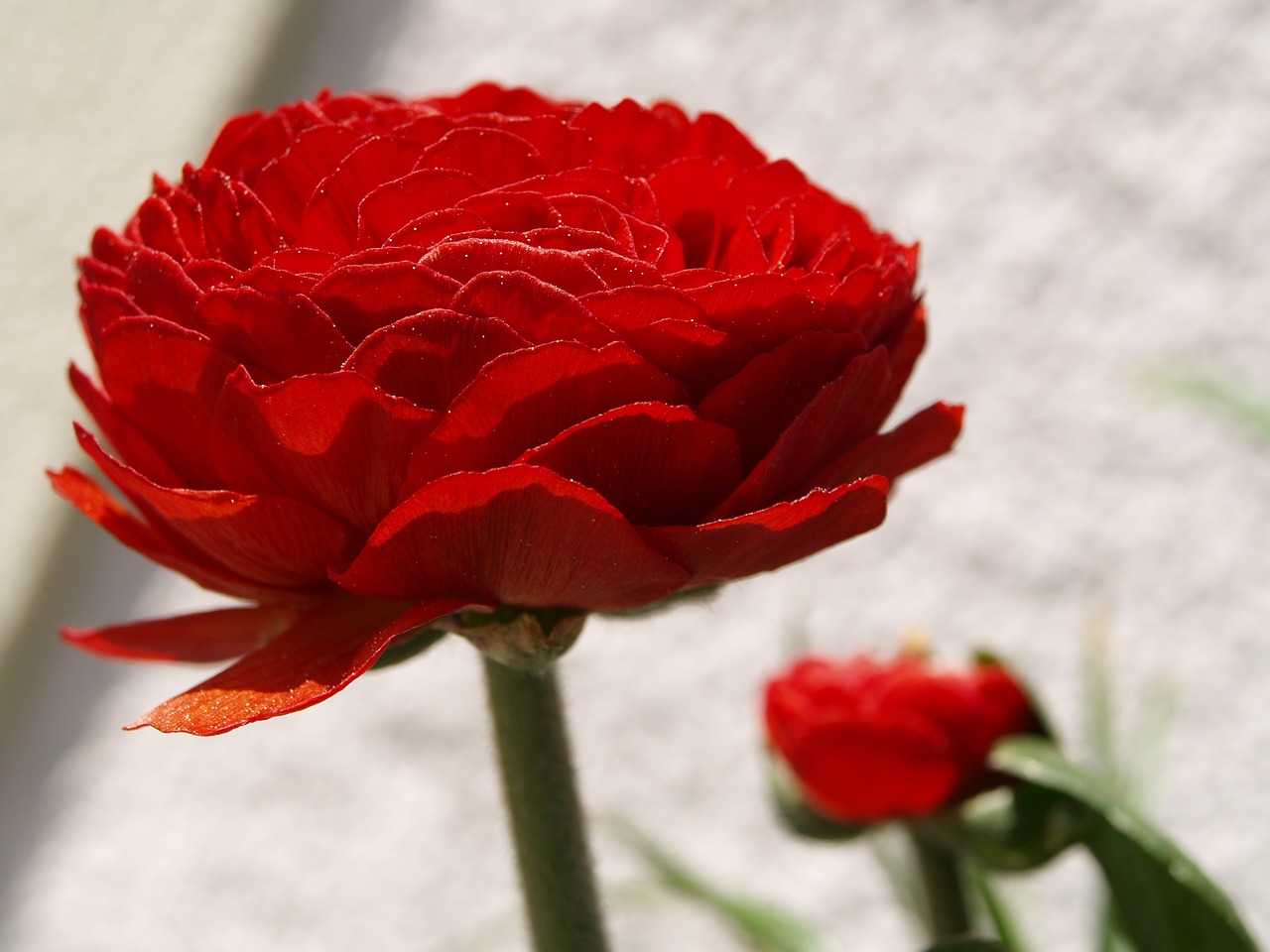 flower ranunculus red free photo