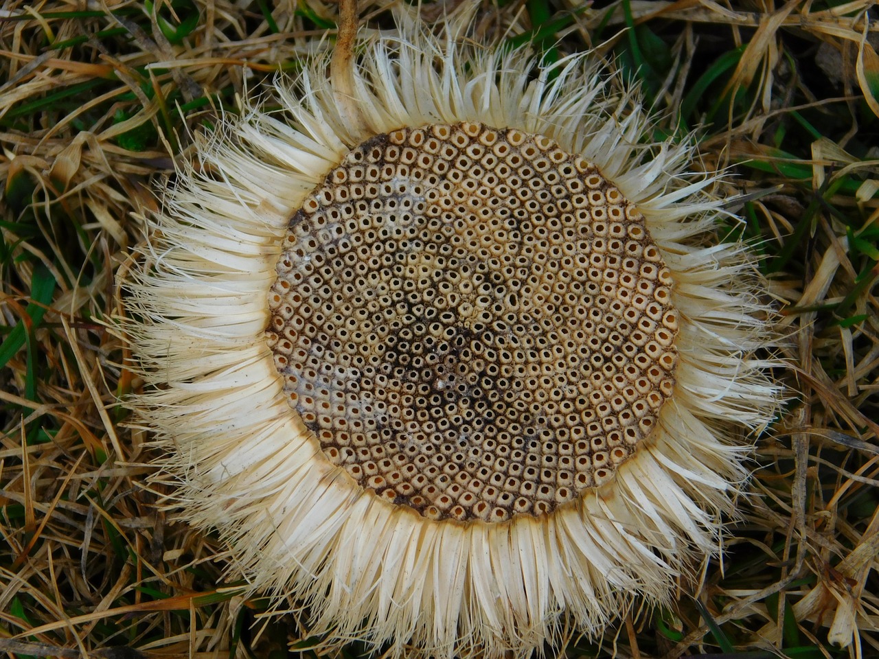 flower plant nature free photo