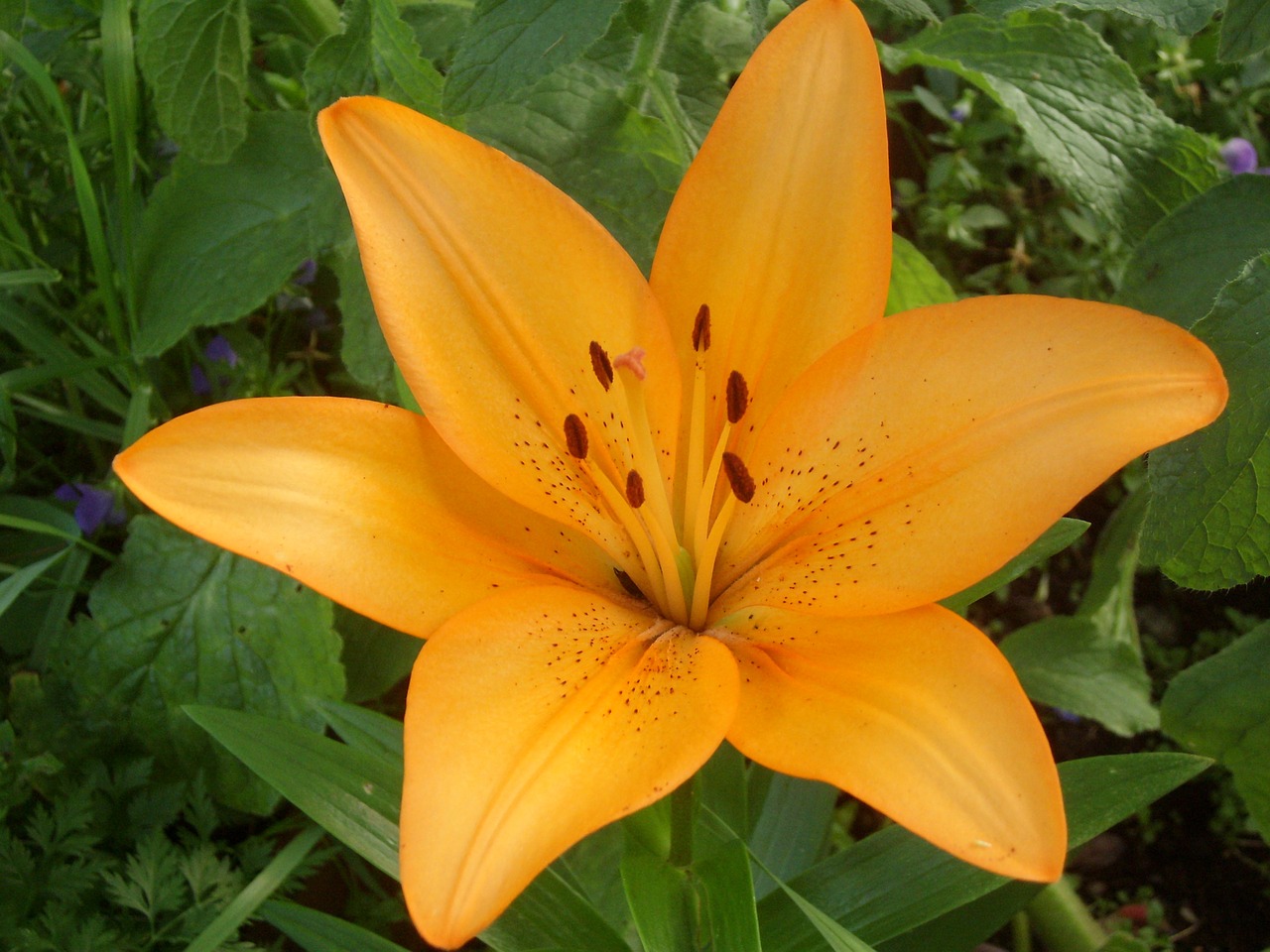 lily blossom summer flower garden free photo