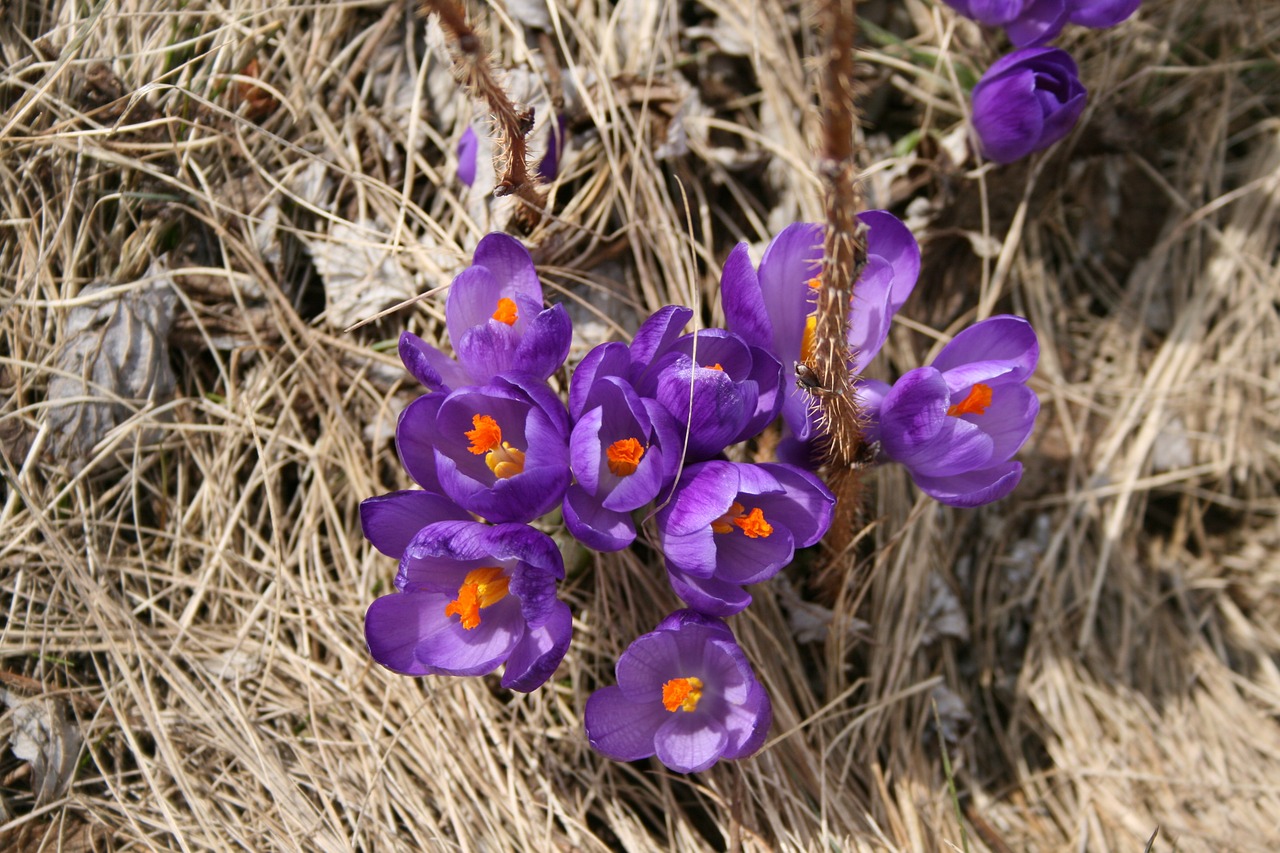 flower spring purple free photo