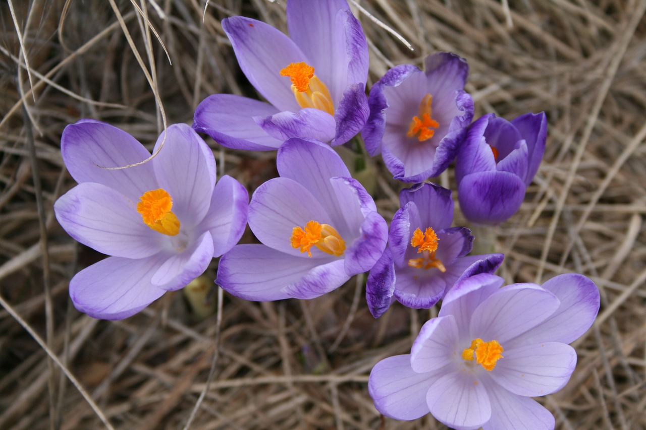 flower spring purple free photo