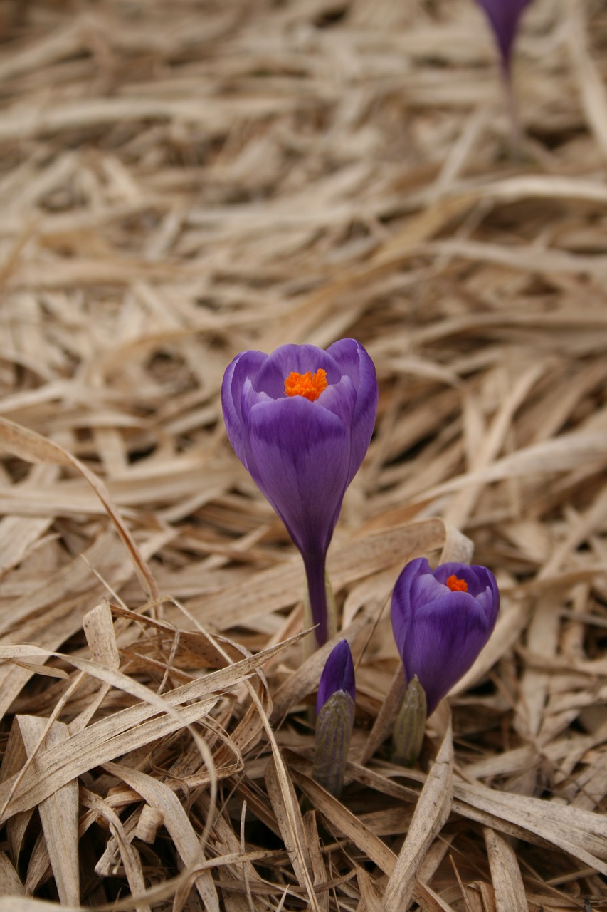 flower spring purple free photo