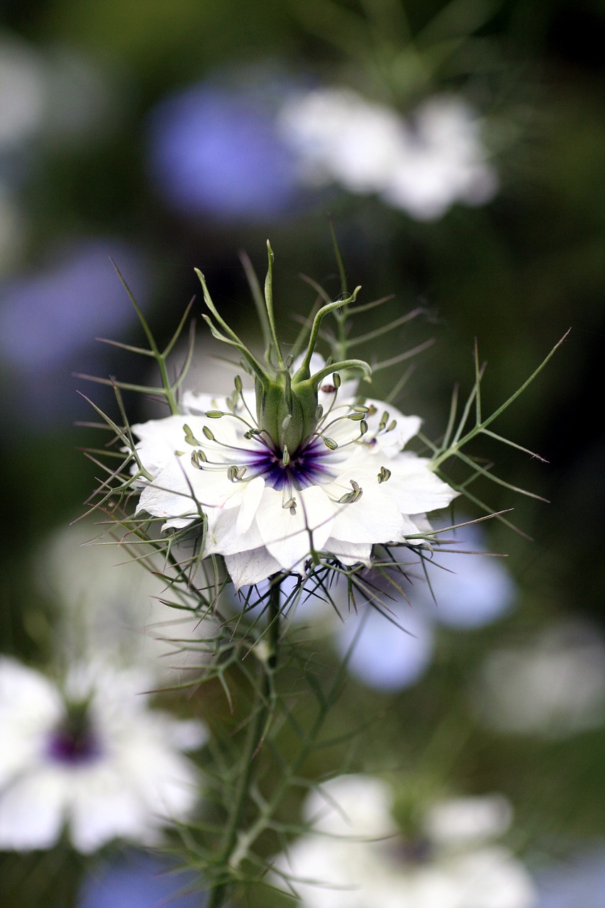 flower white petals free photo