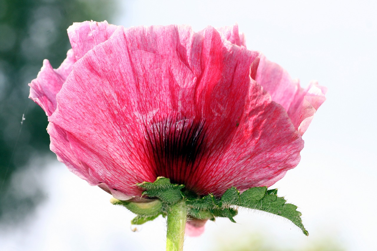 flower poppy pink free photo