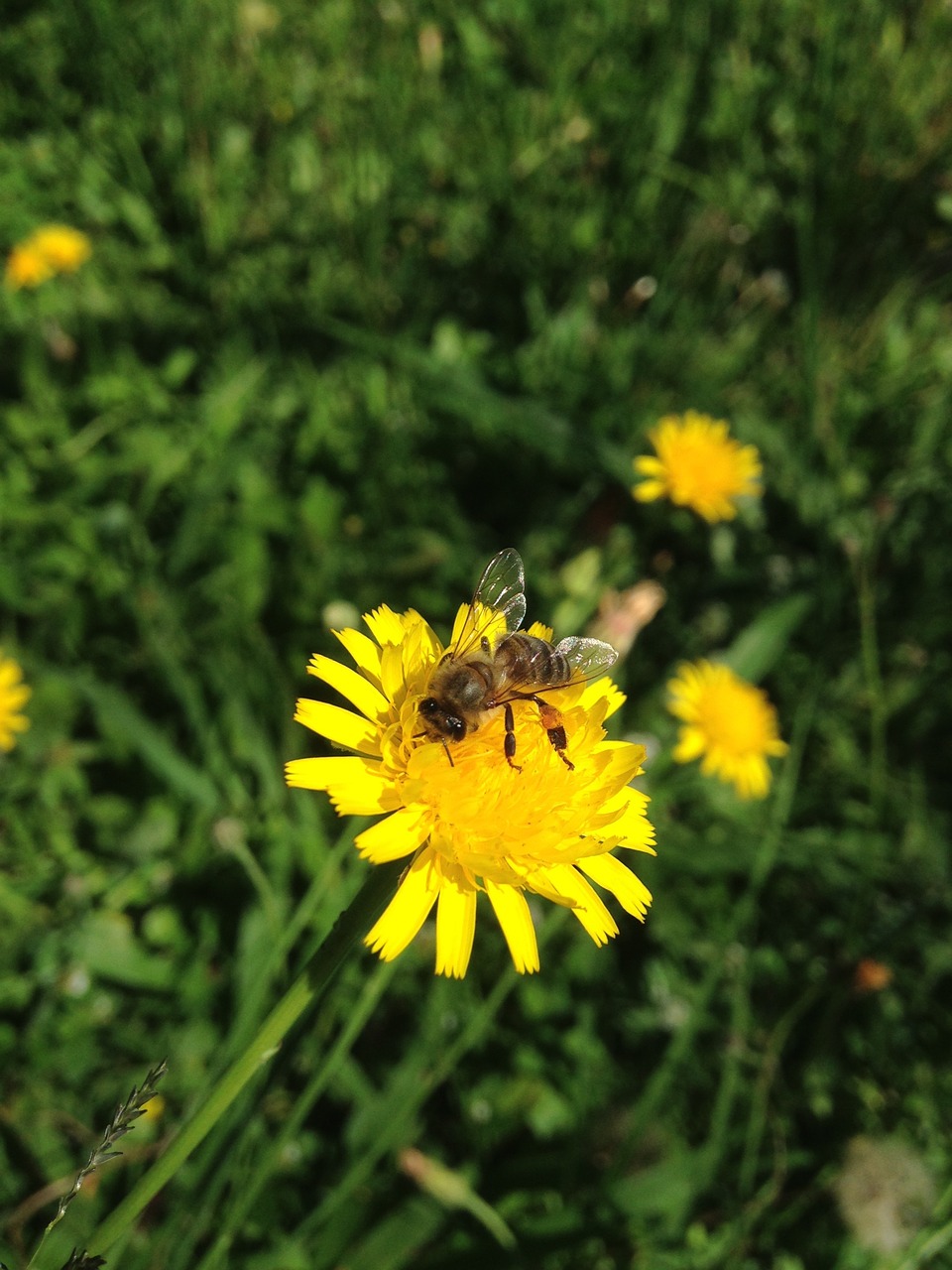 flower bee yellow free photo