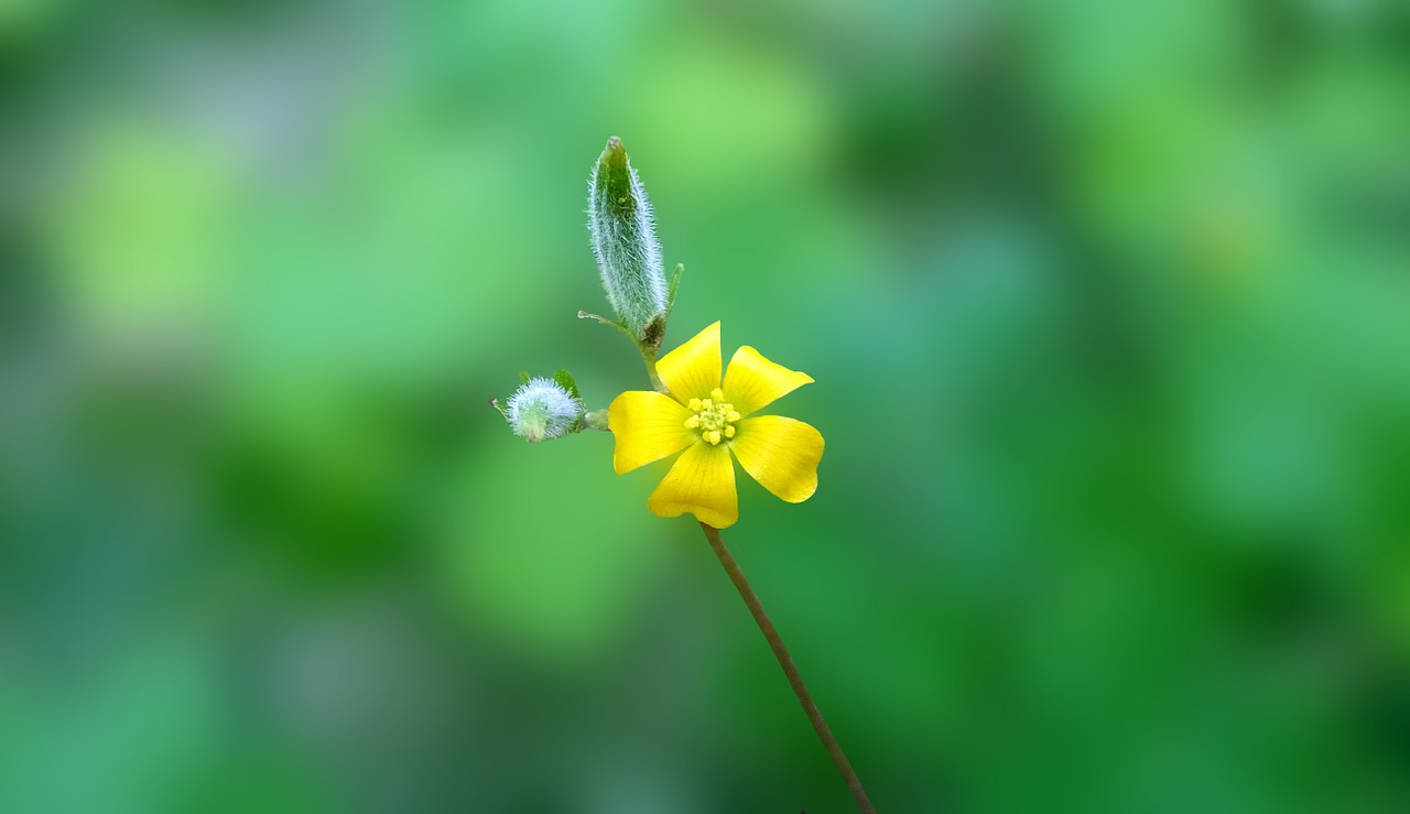 flower yellow macro free photo