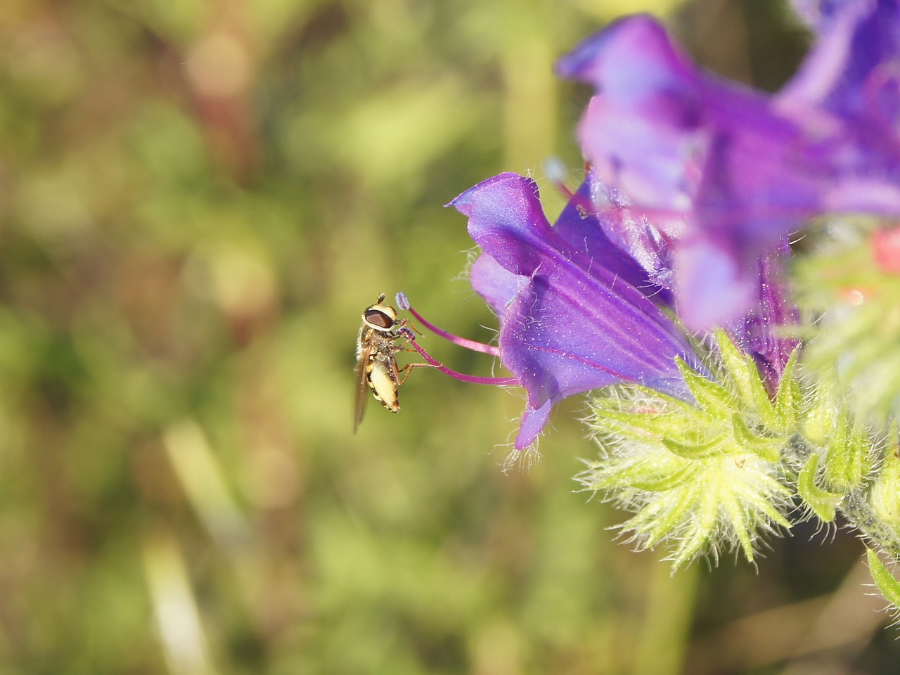 flower pollen petals free photo