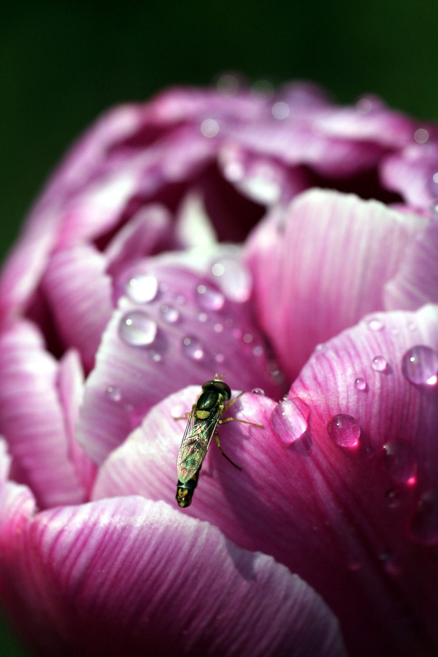 flower insect pink free photo