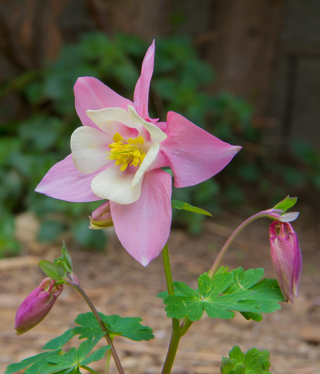 flower columbine field free photo