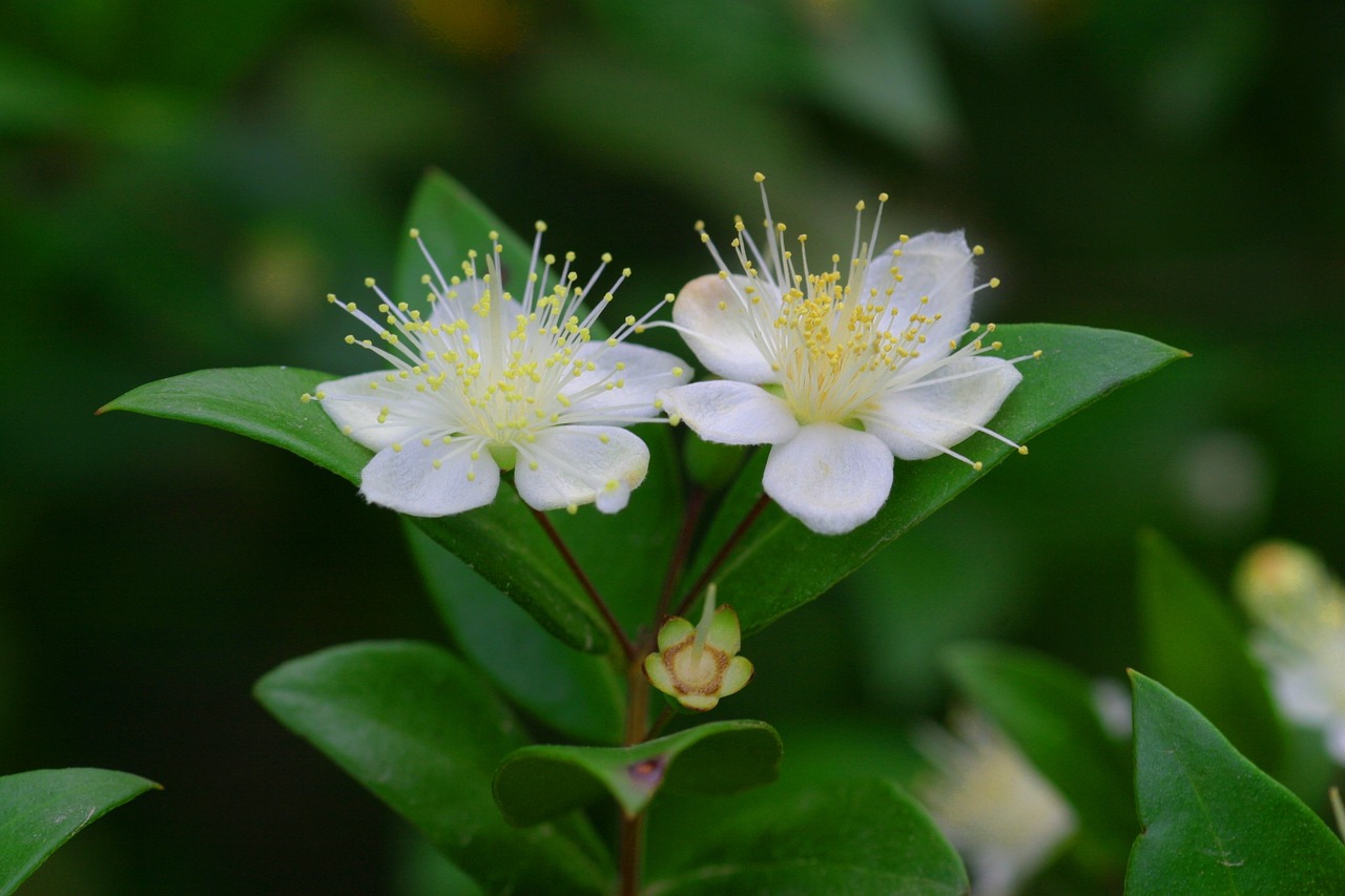 flower myrtle nature free photo