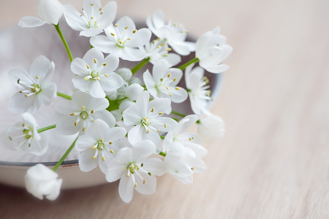 flower flowers white free photo