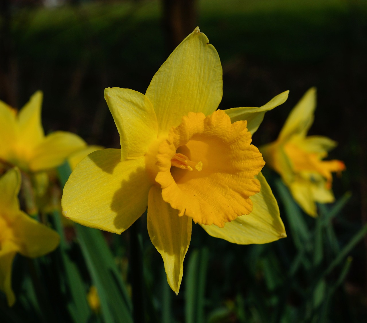 flower narcissus spring free photo