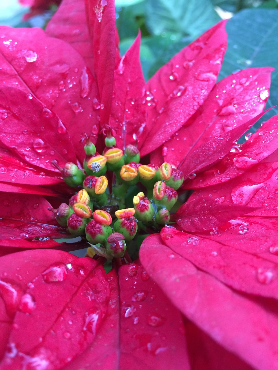 flower christmas raindrops free photo