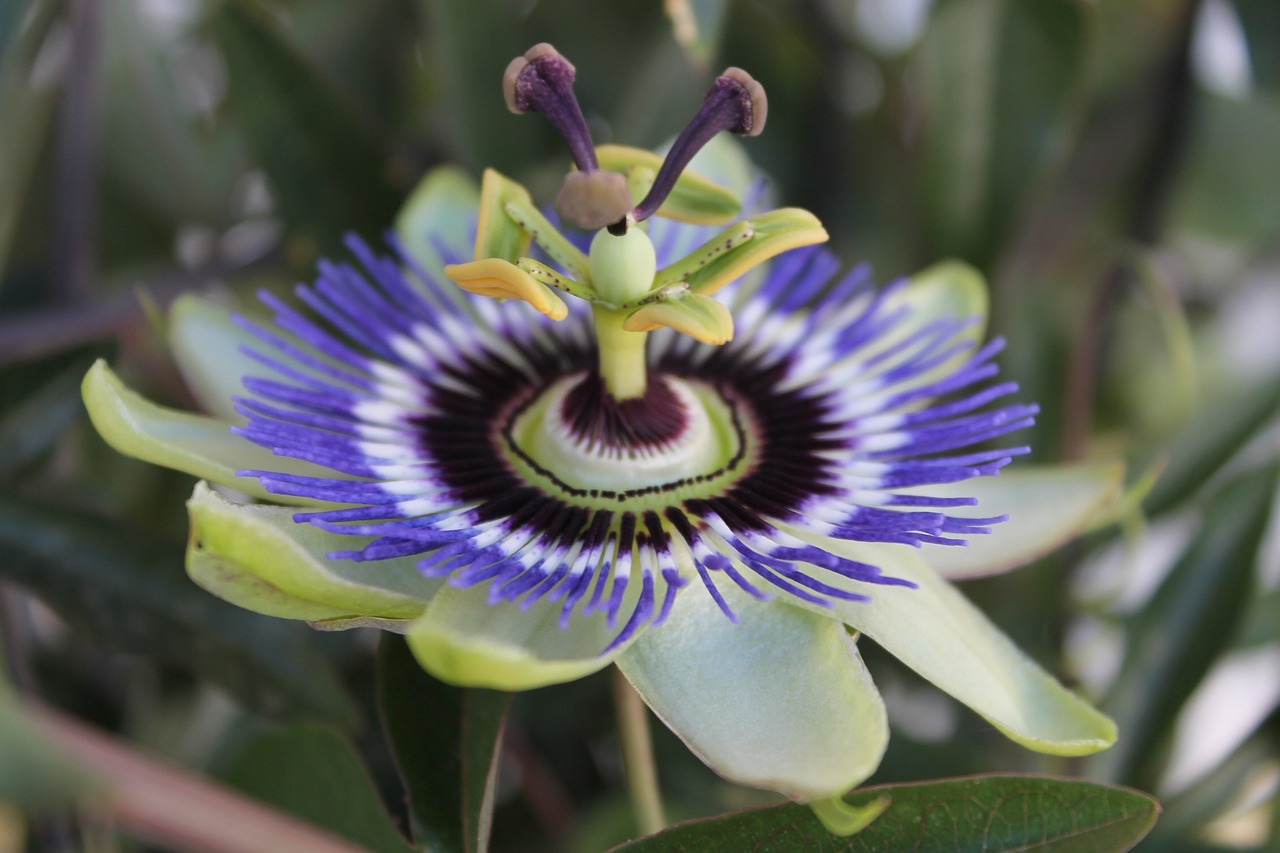 flower strange blue free photo