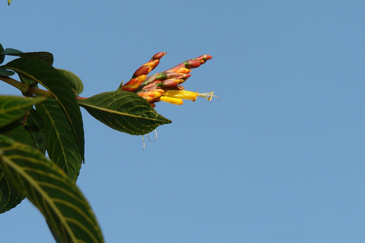 flower nature plant free photo