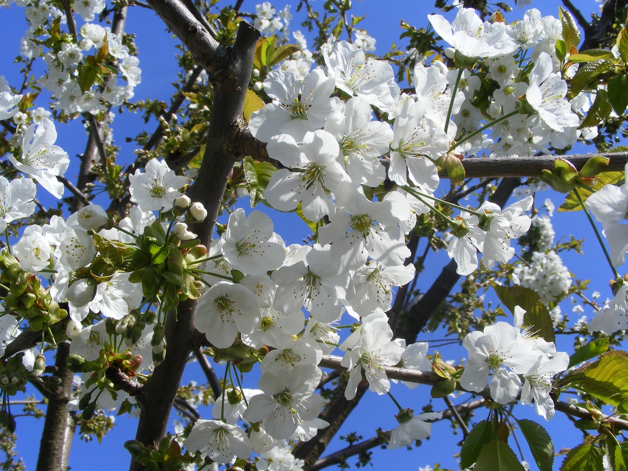 flower nature plant free photo