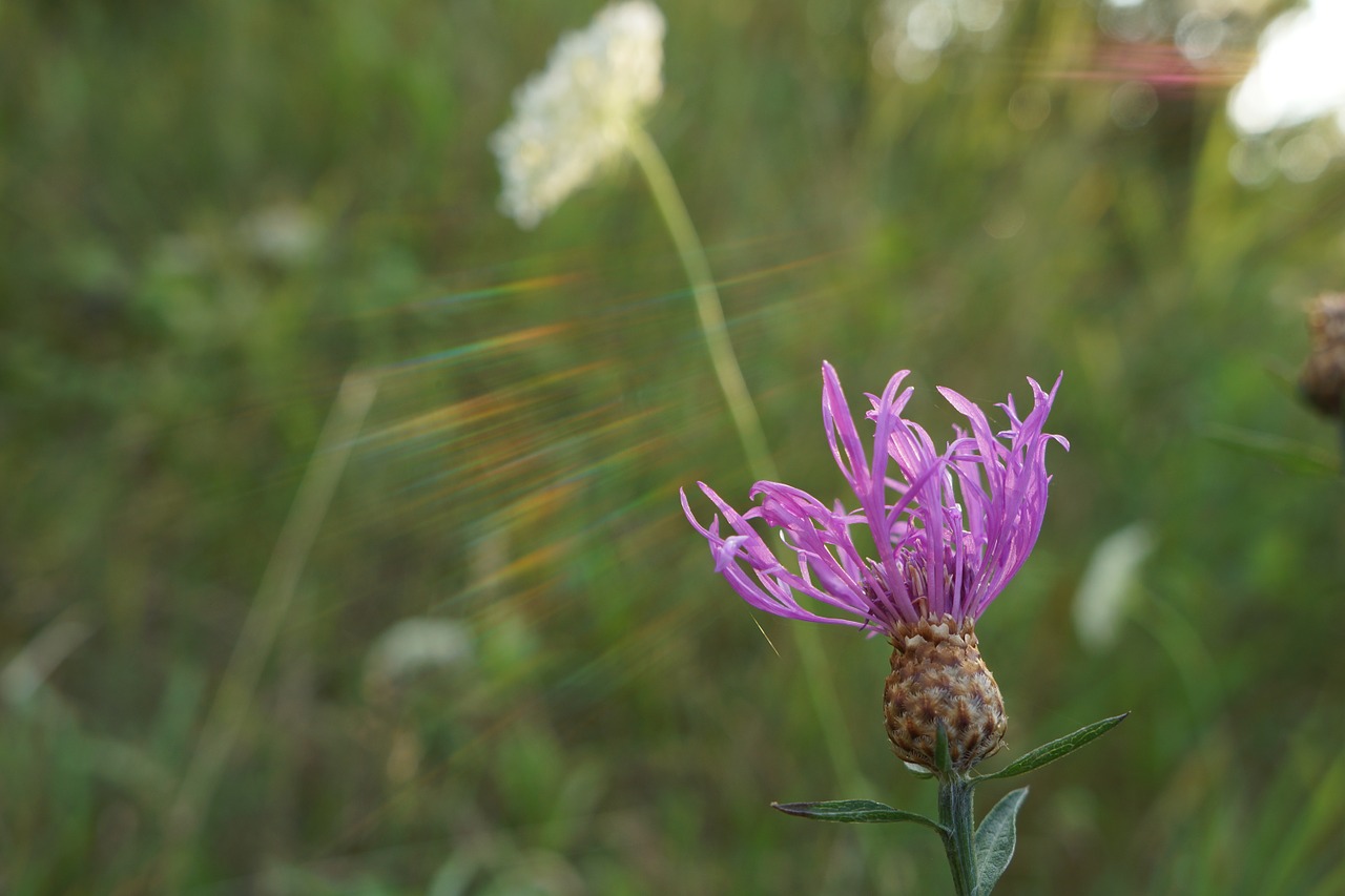 flower sunlight summer free photo