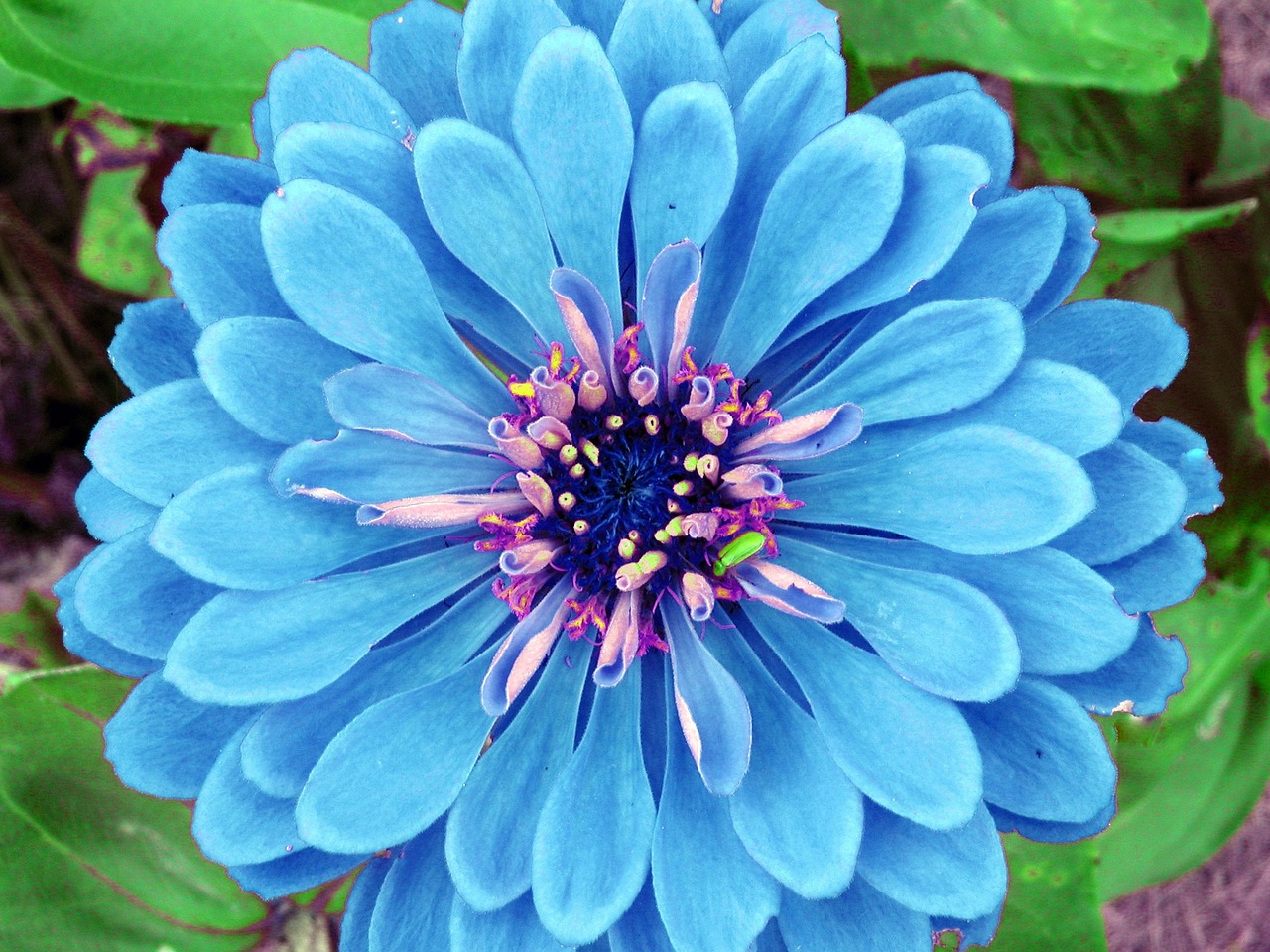 flower blue petals free photo