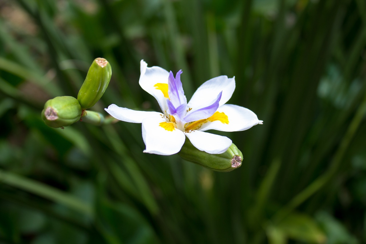 flower plant orchid free photo