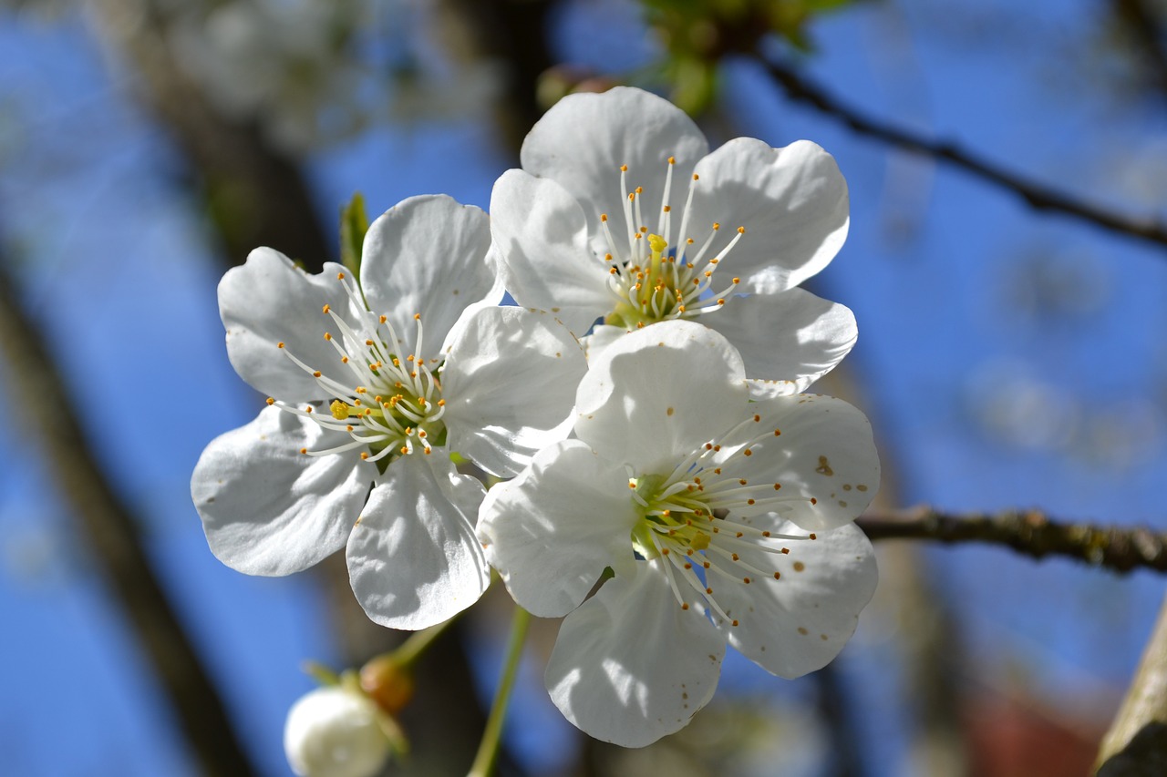 flower flowers white flower free photo