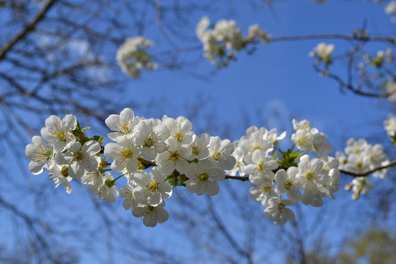 flower flowers white flower free photo