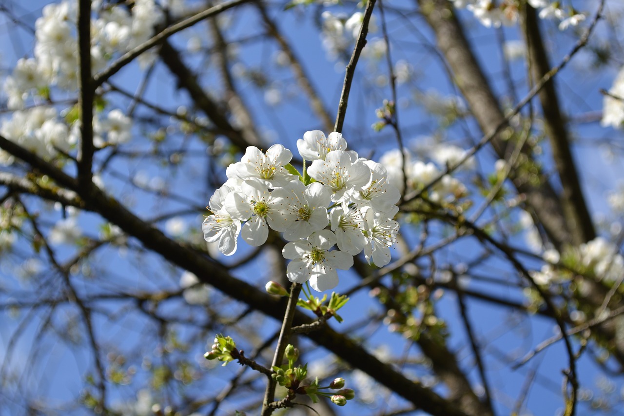 flower flowers white flower free photo