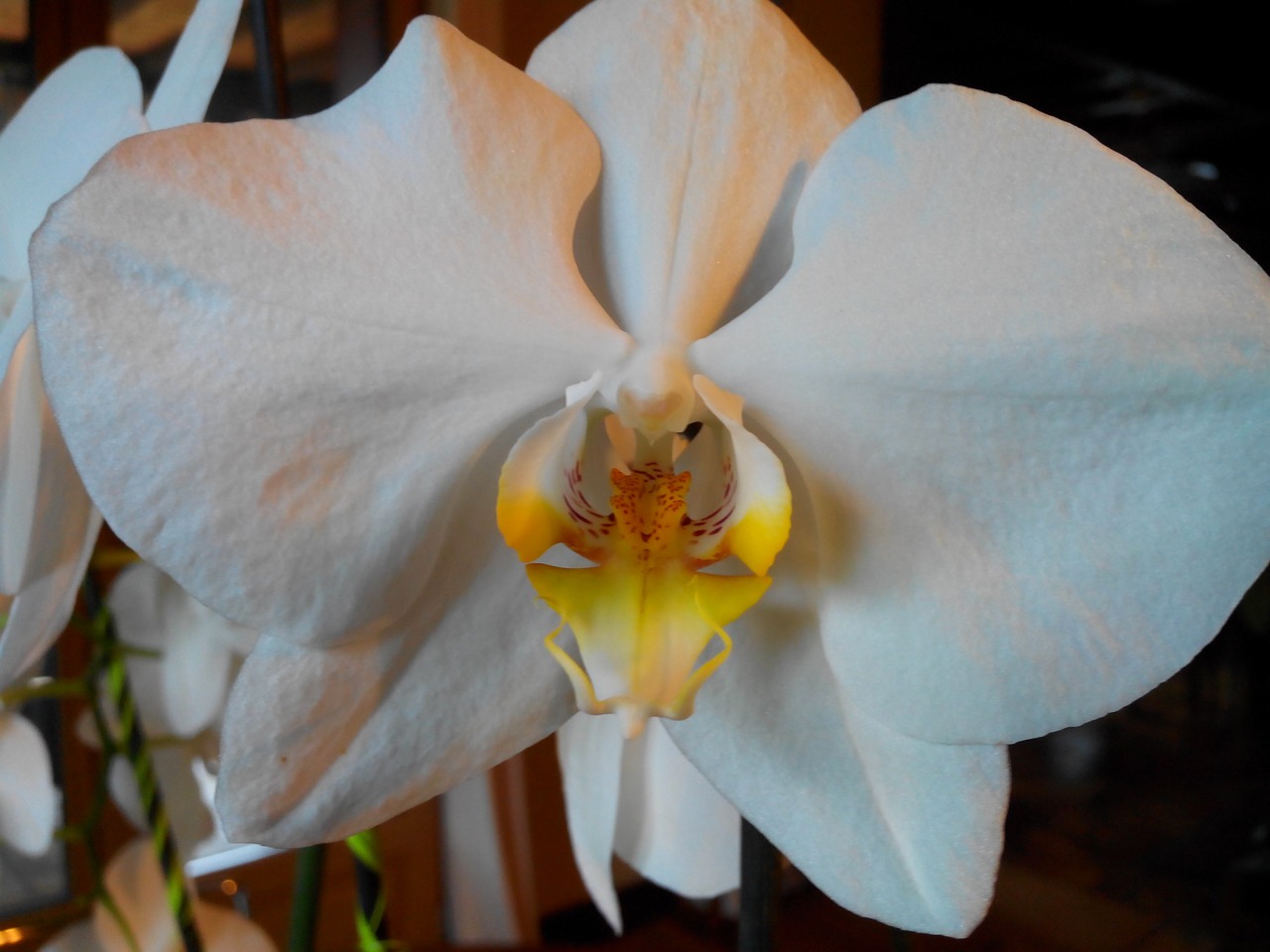 flower orchid white free photo