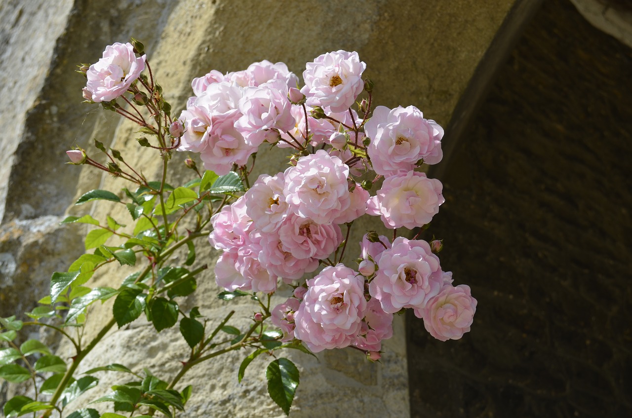 flower pink flowers rose free photo