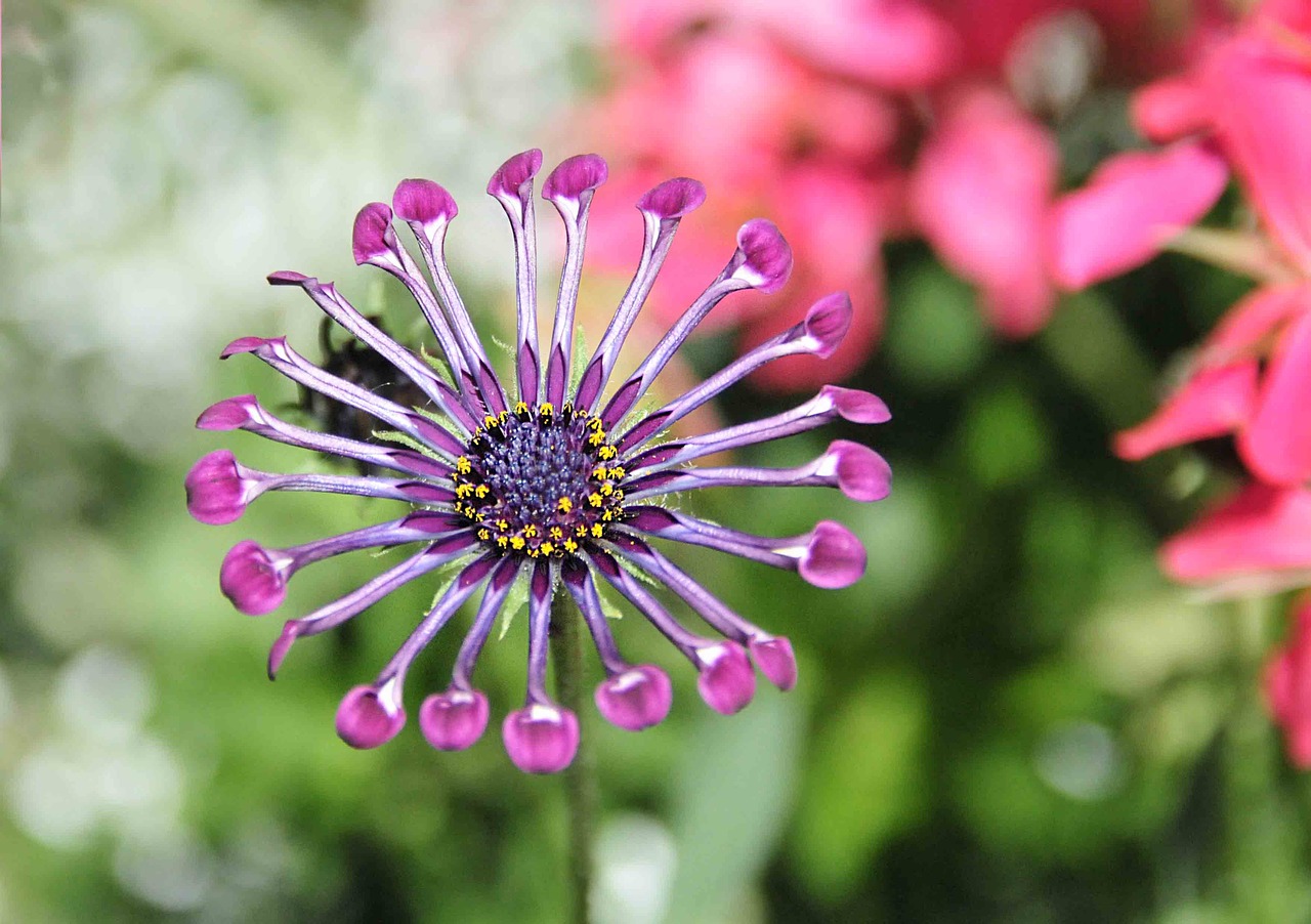 flower osteospermum lilac soprano spoon free photo