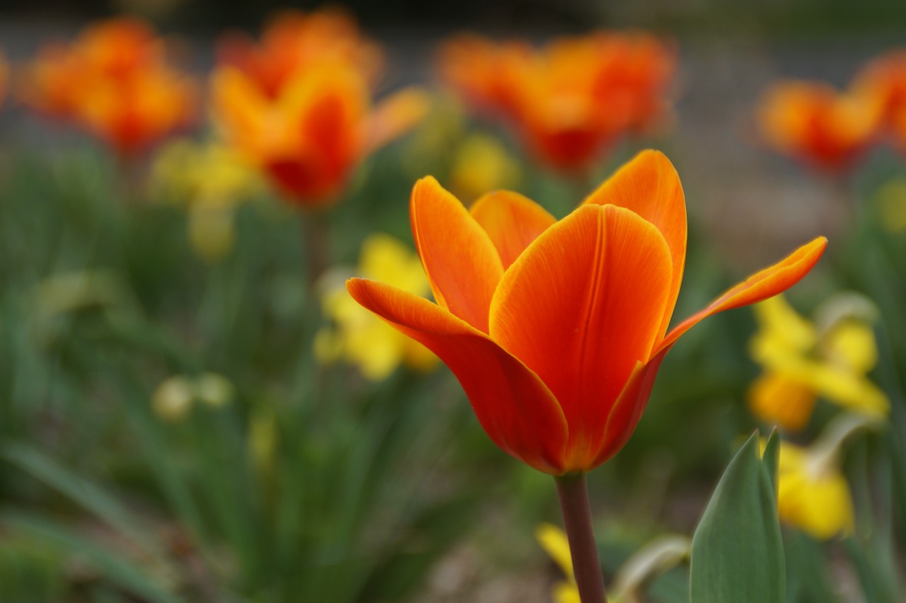 flower orange red free photo