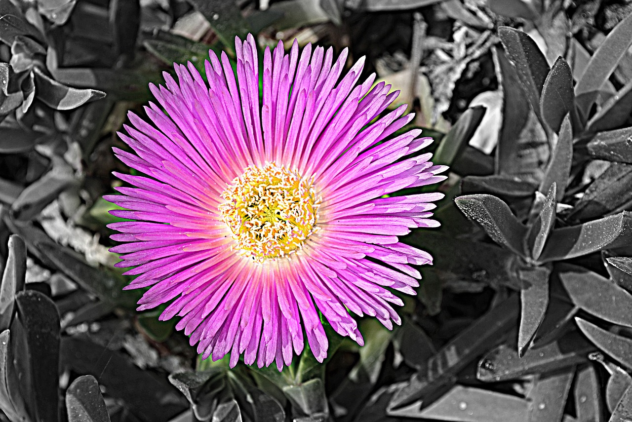 flower purple blossom free photo