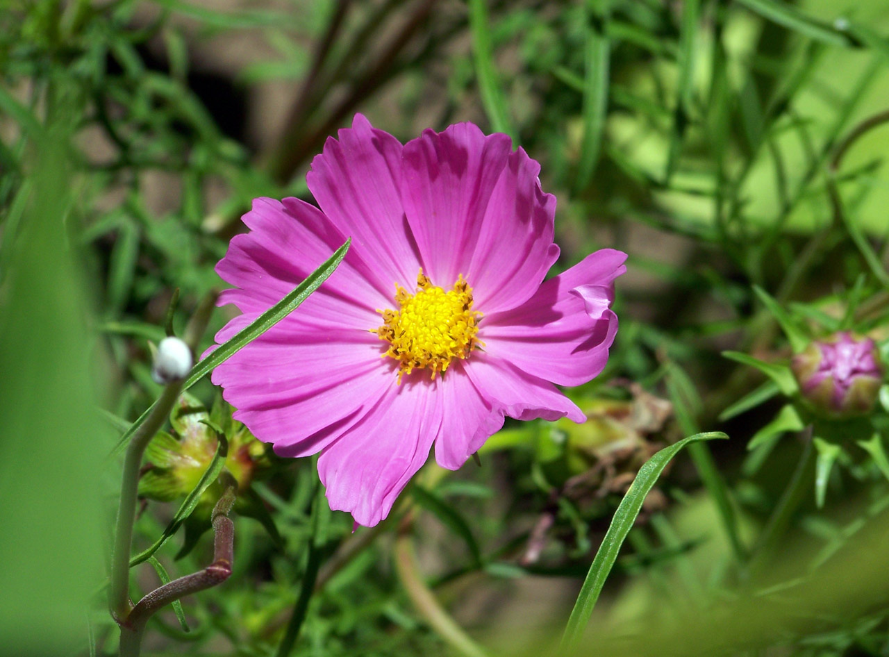 flower pink yellow free photo