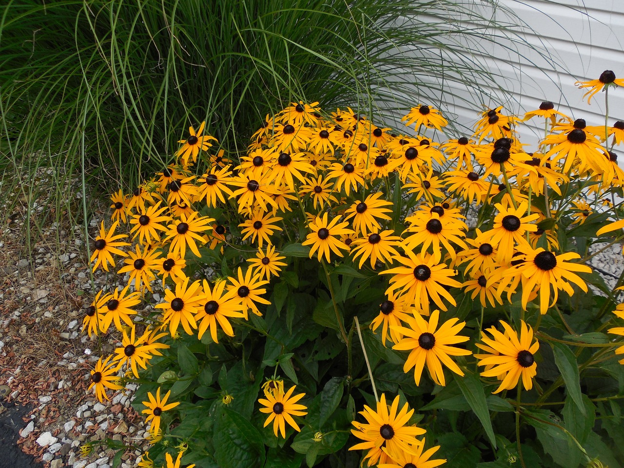 flower black eyed susan garden free photo