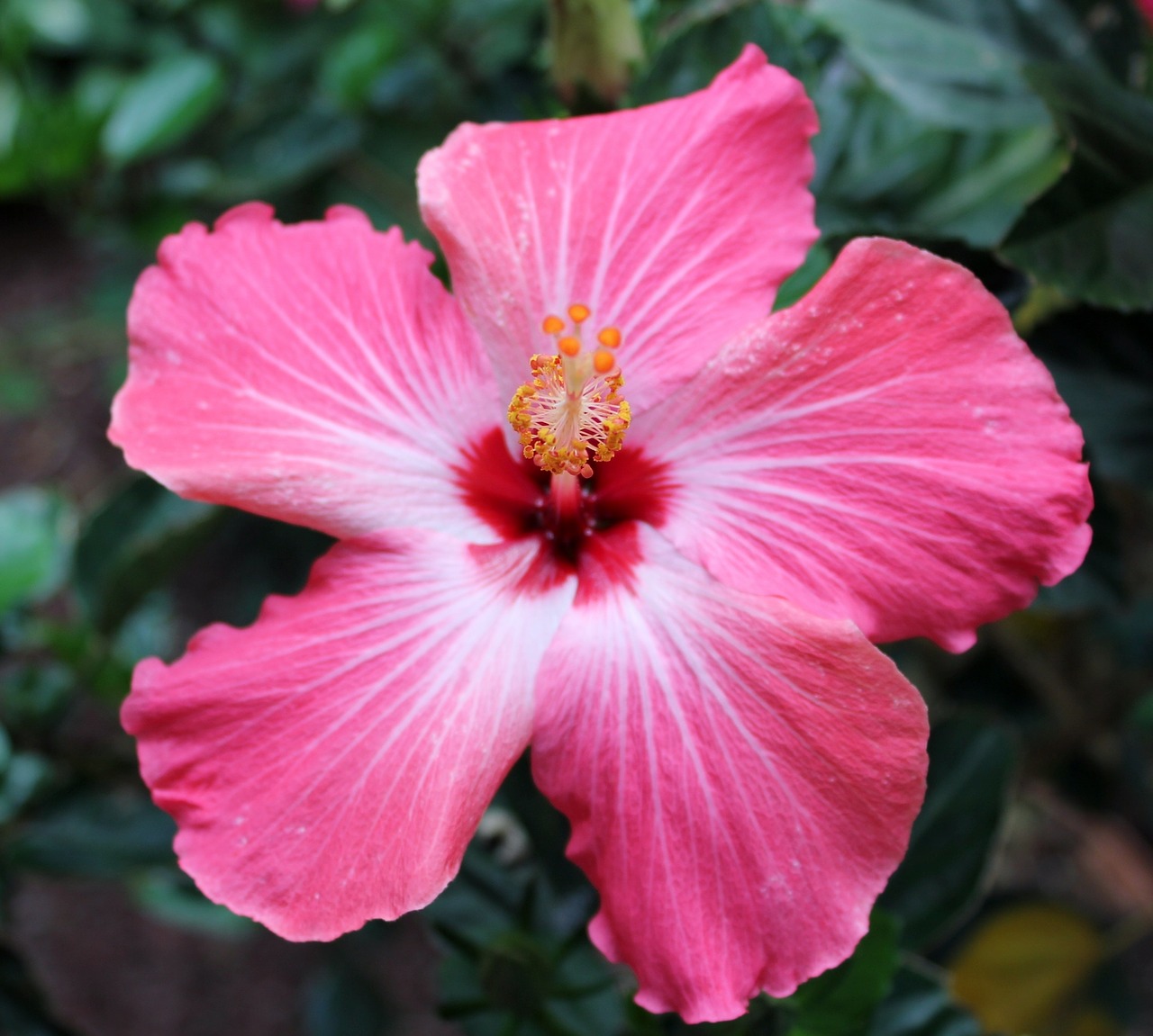 flower tropical pink free photo