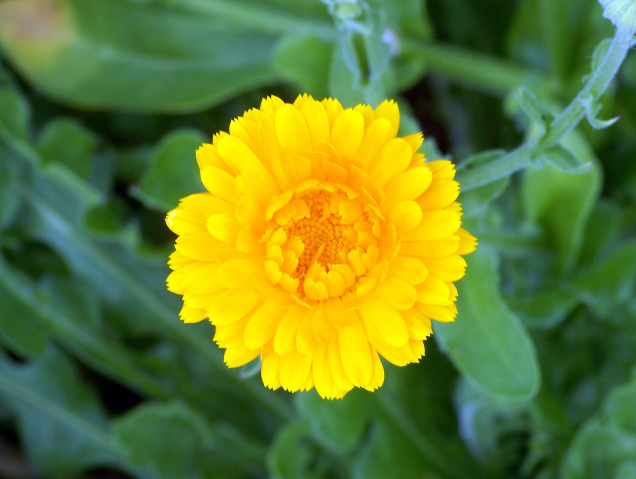 flower yellow flower free photo