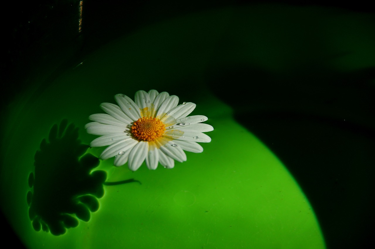 flower margaret green free photo