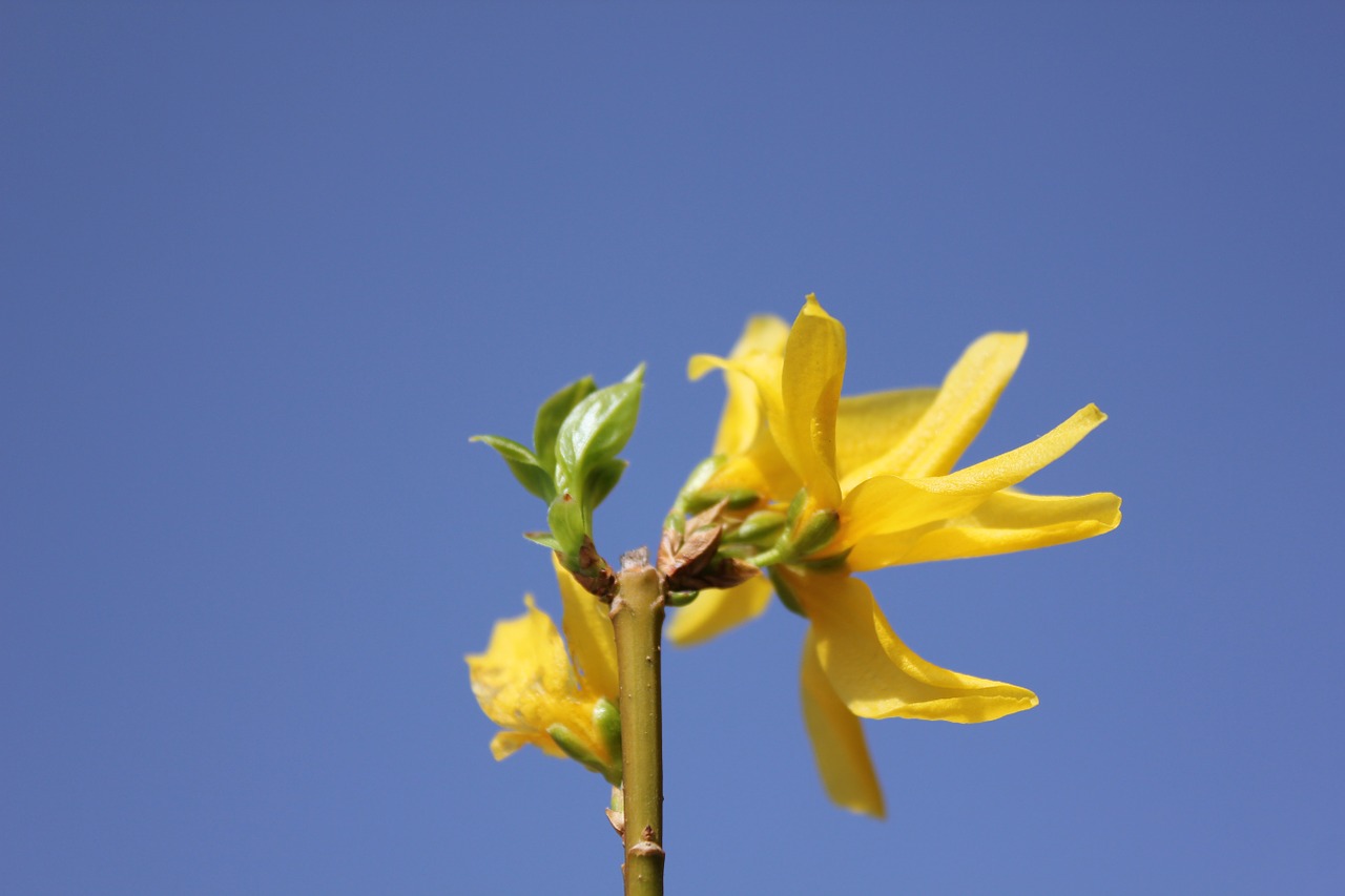 flower spring branch free photo