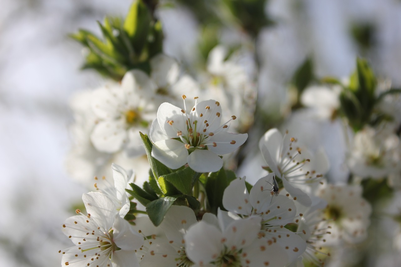 flower spring branch free photo